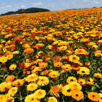 calendula bg