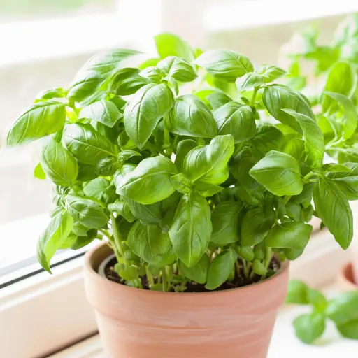 Basil