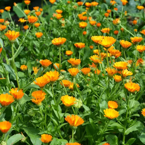 Calendula